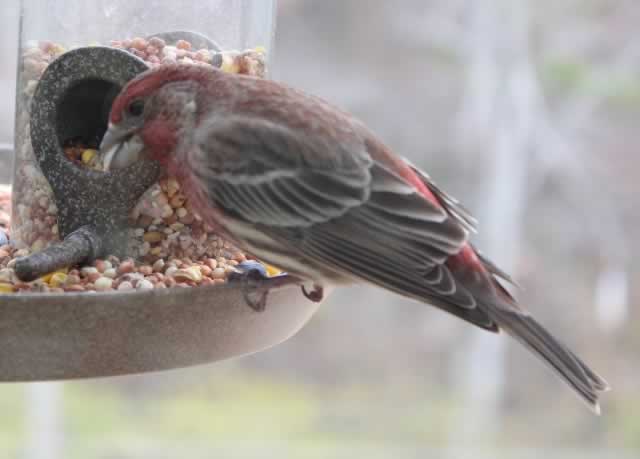 Male House Finch